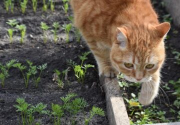 macskak a vetemenyesben