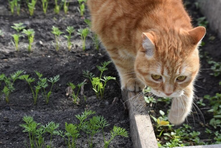 macskak a vetemenyesben