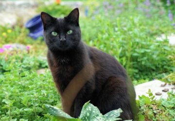 macskak a vetemenyesben