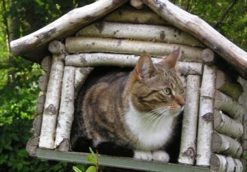 madareteto kontra macska