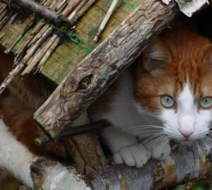 madareteto macska 2026