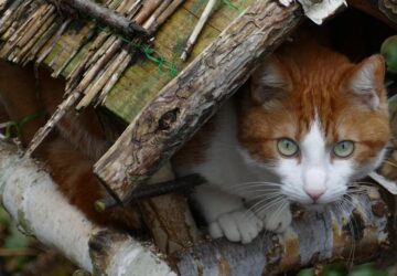 madareteto macska 2026