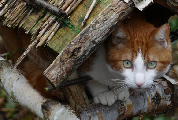 madareteto macska 2026