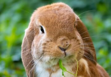 merges a nyul vagy csak unatkozik