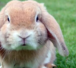 merges a nyul vagy unatkozik