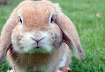 merges a nyul vagy unatkozik