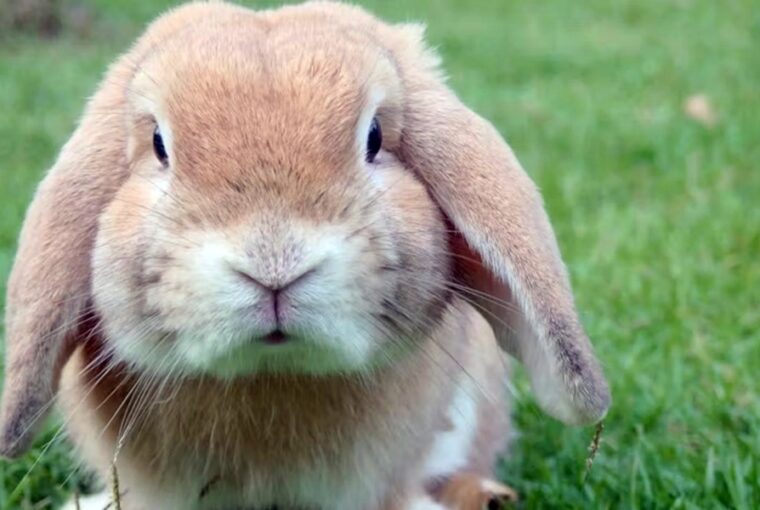 merges a nyul vagy unatkozik