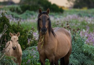 miert eszi meg a lovad a keritest es a bokrokat