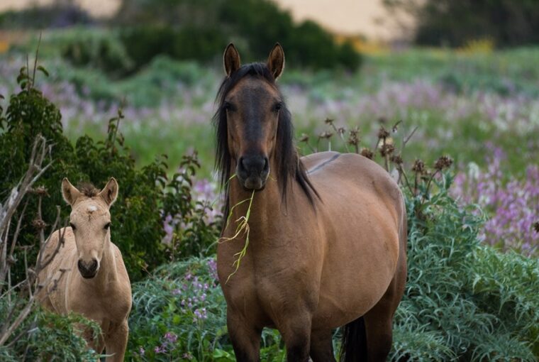 miert eszi meg a lovad a keritest es a bokrokat