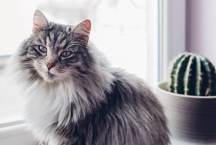 miert tart a macska a porszivotol de nem a kaktuszodtol