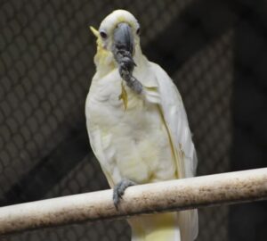 papagaj tollaszkodasi szokasai 2026