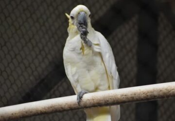 papagaj tollaszkodasi szokasai 2026