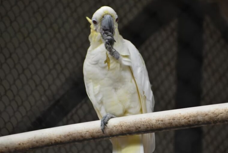 papagaj tollaszkodasi szokasai 2026