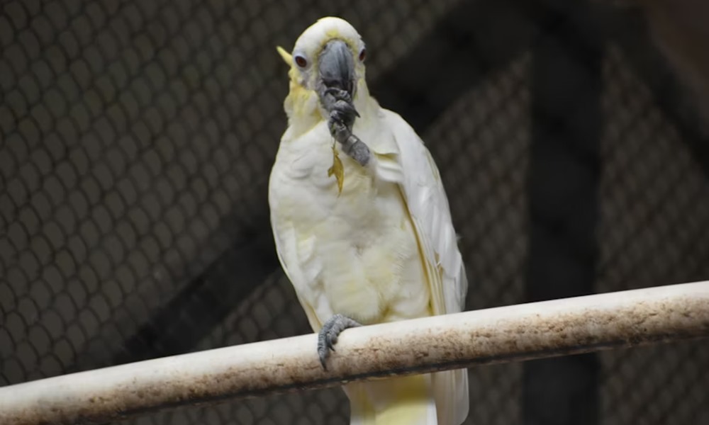 papagaj tollaszkodasi szokasai 2026