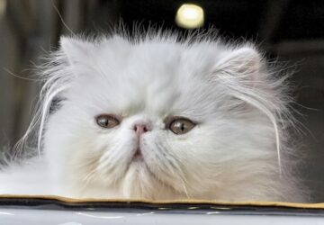 perzsa macska hogyan apoljuk 2026