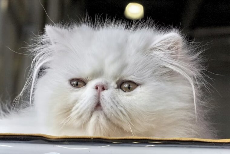 perzsa macska hogyan apoljuk 2026