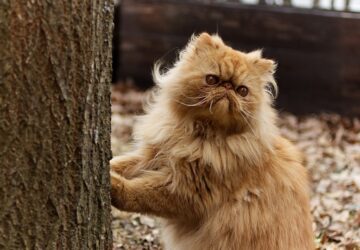 perzsa macska hogyan apoljuk