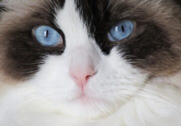 ragdoll macska ellazult