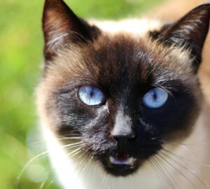 sziami macskak mit mondanak