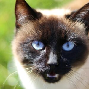 sziami macskak mit mondanak