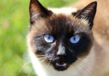 sziami macskak mit mondanak