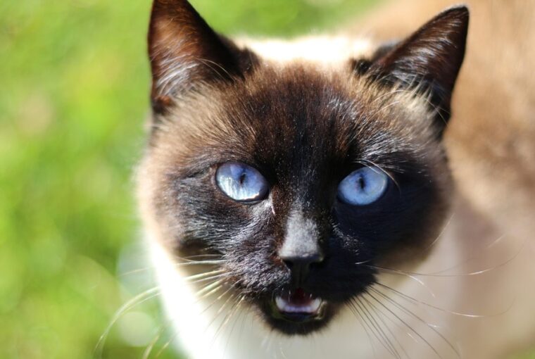 sziami macskak mit mondanak