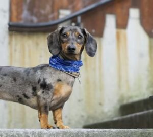 tacskok nagy egoja 2026