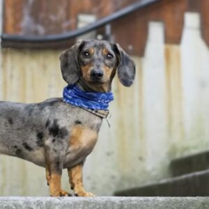 tacskok nagy egoja 2026