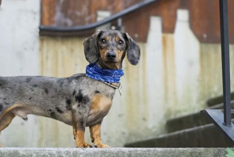 tacskok nagy egoja 2026