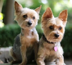 yorkie meg kell vedenie 2026