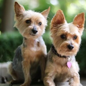 yorkie meg kell vedenie 2026