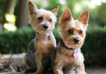 yorkie meg kell vedenie 2026