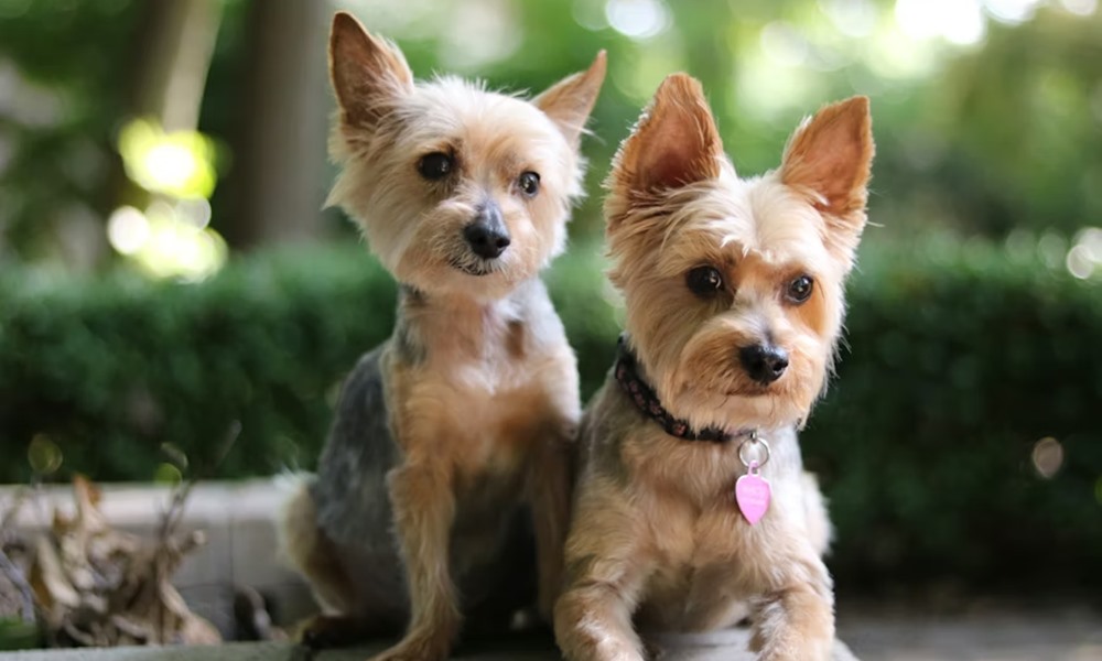 yorkie meg kell vedenie 2026