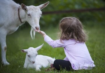 a kiskerodzok pestise