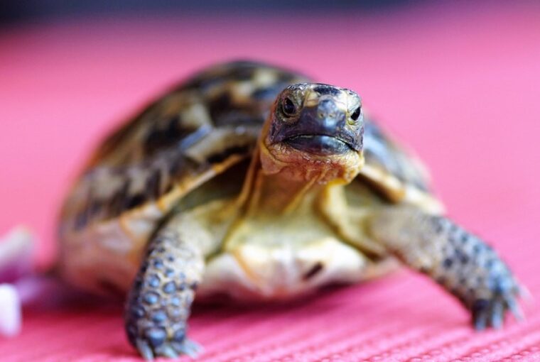 a teknosok okosabbak mint gondolnad