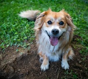 akadalyozd meg hogy a kutyad felturja a kertet 1