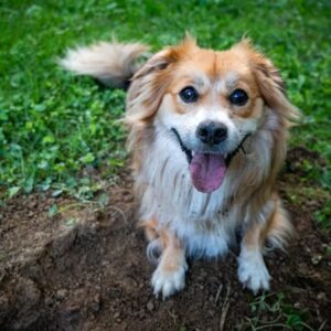 akadalyozd meg hogy a kutyad felturja a kertet 1