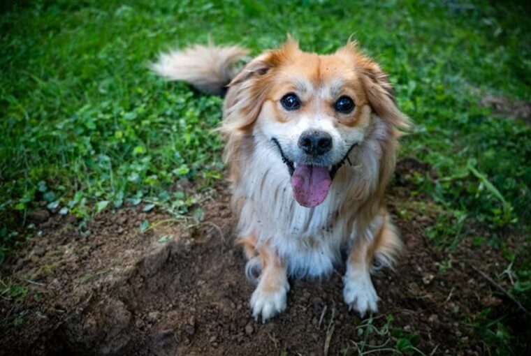 akadalyozd meg hogy a kutyad felturja a kertet 1