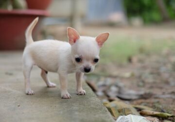 csivava legnagyobb kutya