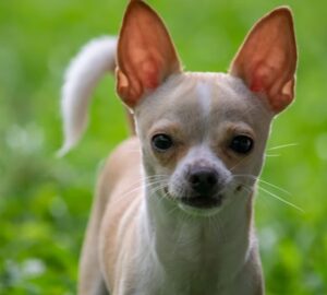 csivava vagy kommandos