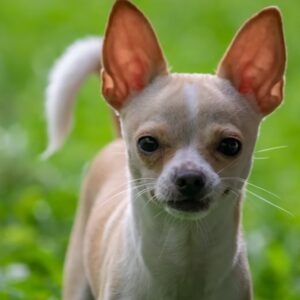 csivava vagy kommandos