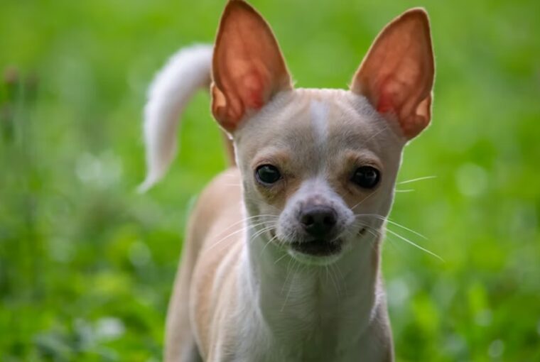 csivava vagy kommandos