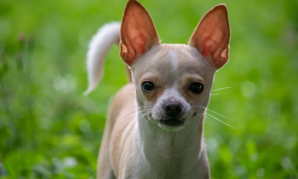 csivava vagy kommandos