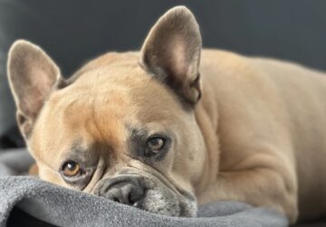 francia bulldog es a kanape