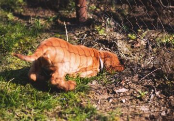 hogyan akadalyozd meg hogy a kutyad felturja a kertet