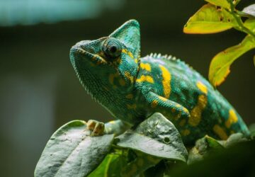 kameleonod szint valt