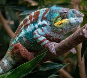 kameleonod szint valt