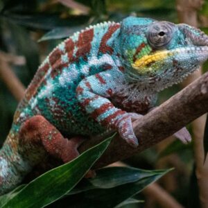 kameleonod szint valt