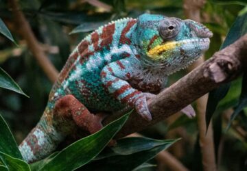 kameleonod szint valt