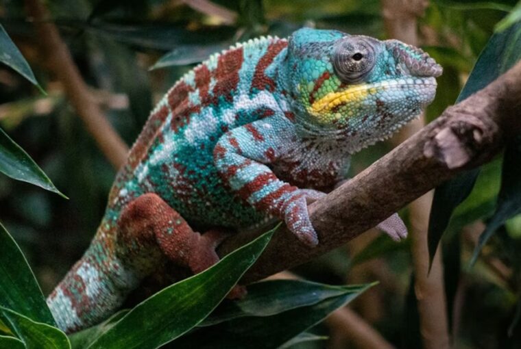 kameleonod szint valt